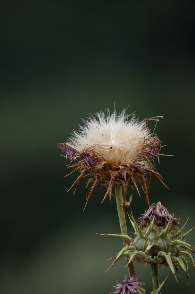 thistle, milkthistle, wildflower