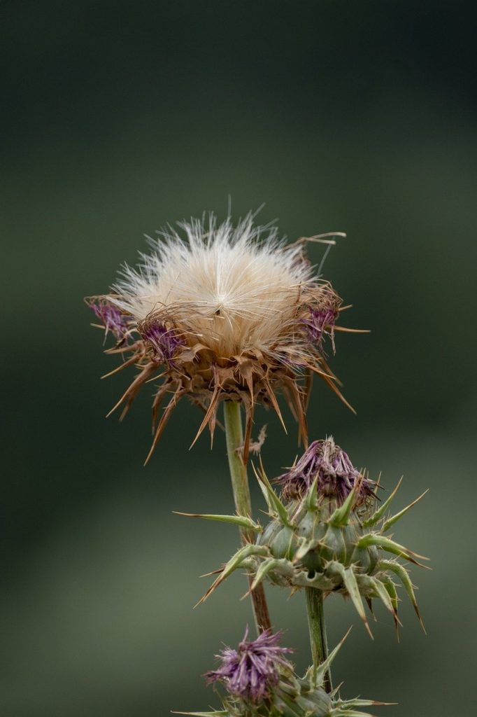 thistle, milkthistle, wildflower
