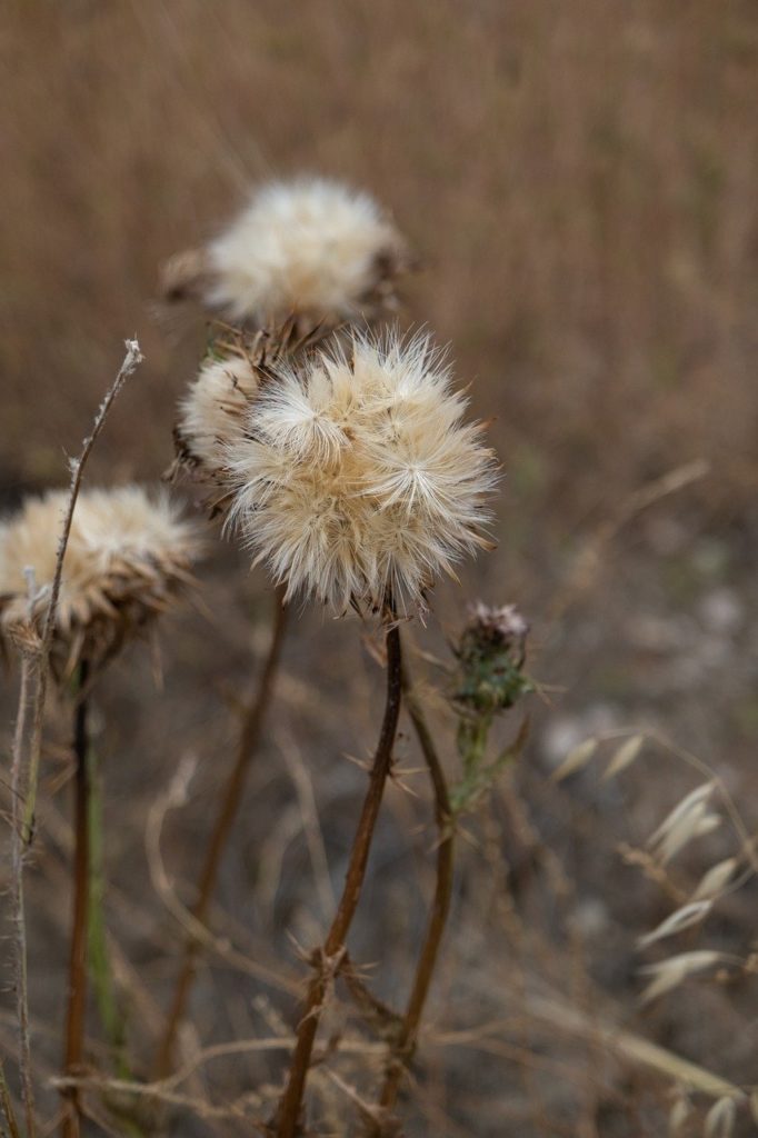 thistle, milkthistle, wildflower