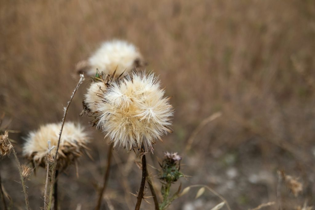 a close up of a flower in a field