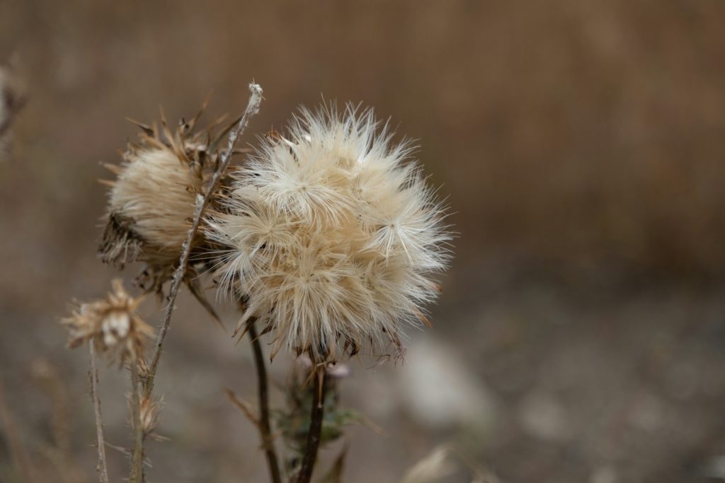 a close up of a dandelion in a field